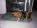 dog on bed1
